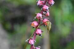 Echeveria penduliflora