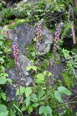 Echeveria penduliflora