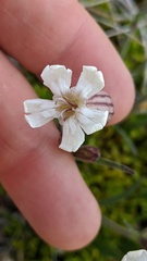 Silene parryi