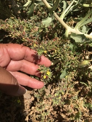 Camissoniopsis micrantha