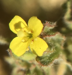 Camissoniopsis micrantha