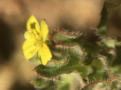 Camissoniopsis micrantha