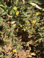 Camissoniopsis micrantha