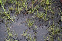 Eleocharis flavescens