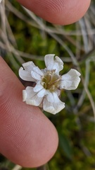 Silene parryi