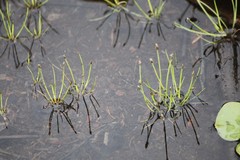 Eleocharis flavescens