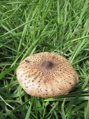 Macrolepiota