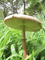 Macrolepiota