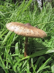 Macrolepiota