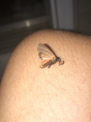 Virbia laeta