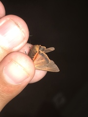 Virbia laeta