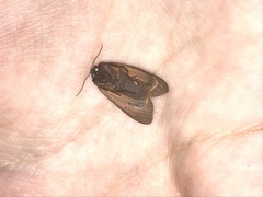 Virbia laeta