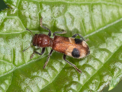 Enoclerus rosmarus