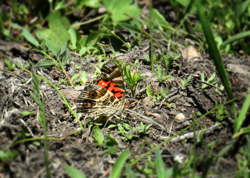 iNaturalist observation photo of American Lady