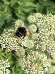 Bombus ganjsuensis