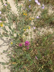 Castilleja exserta