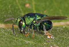 Euperilampus triangularis