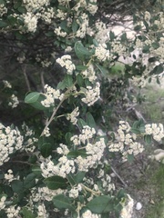 Spyridium globulosum