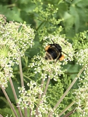 Bombus ganjsuensis