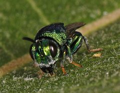 Euperilampus triangularis