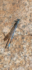 Argia carlcooki