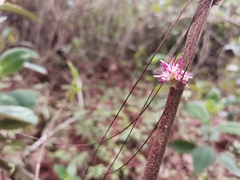 Miconia sericea