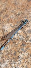 Argia carlcooki