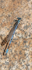 Argia carlcooki