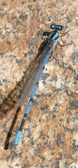 Argia carlcooki