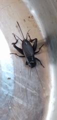 Gryllus