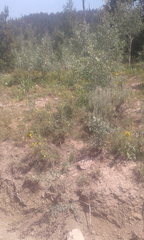 Dasiphora fruticosa