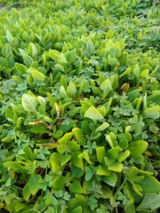 Tetragonia implexicoma