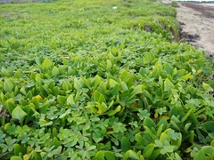 Tetragonia implexicoma