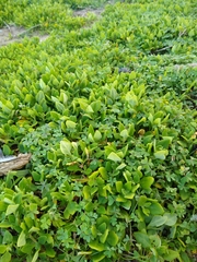 Tetragonia implexicoma