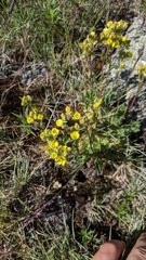 Potentilla pensylvanica