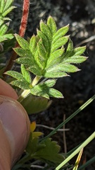 Potentilla pensylvanica