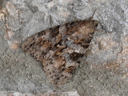 Jessica Underwing photo 4