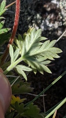 Potentilla pensylvanica