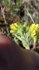 Potentilla pensylvanica