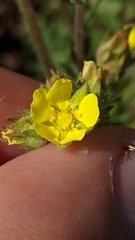 Potentilla pensylvanica