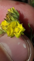 Potentilla pensylvanica