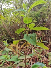 Miconia sericea