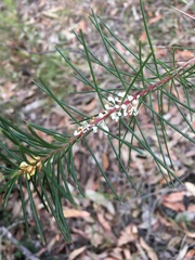 Hakea sericea