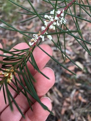 Hakea sericea