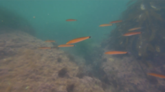 Halichoeres californicus