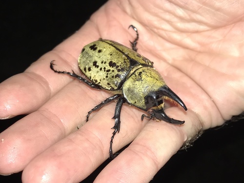 Eastern Hercules beetle