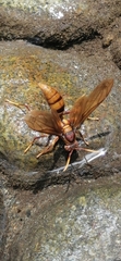 Polistes carnifex carnifex