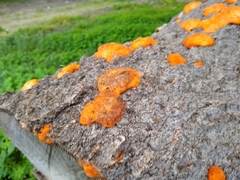 Trametes