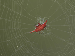 Gasteracantha versicolor