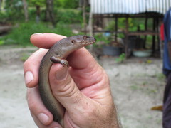 Bar-Lipped Sheen-Skink photo 2